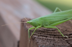 Neoconocephalus robustus