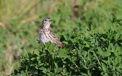 Anthus correndera