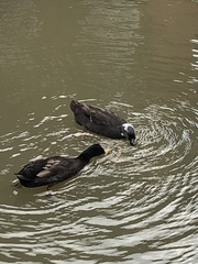 Anas platyrhynchos domesticus