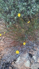 Crocanthemum scoparium