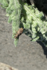 Chalepistes spermophilus