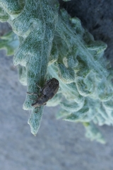 Chalepistes spermophilus