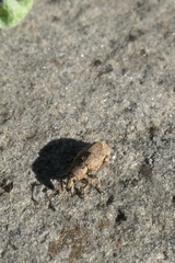 Chalepistes spermophilus