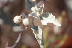 Solanum lasiophyllum