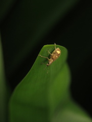 Mimographus