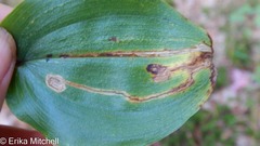 Liriomyza smilacinae