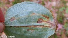 Liriomyza smilacinae