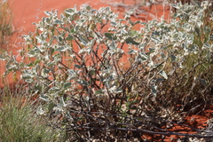 Solanum lasiophyllum
