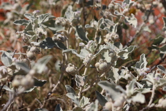 Solanum lasiophyllum