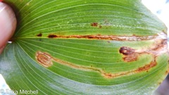 Liriomyza smilacinae