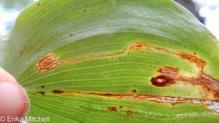 Liriomyza smilacinae