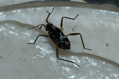 Microvelia americana