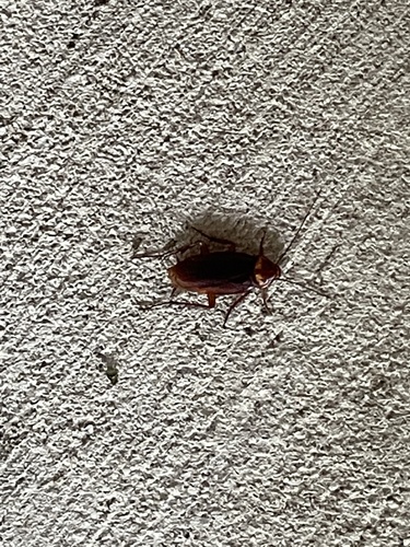 Periplaneta americana image