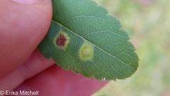 Lasioptera spiraeafolia