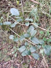 Citharexylum sulcatum