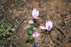 Cyclamen graecum graecum