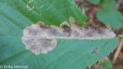 Cameraria betulivora