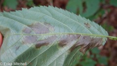 Cameraria betulivora