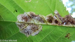 Cameraria betulivora