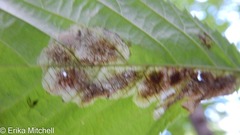 Cameraria betulivora