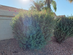 Calliandra californica