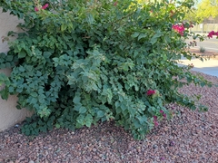 Bougainvillea
