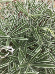Lupinus sericeus