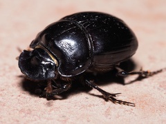 Copris lunaris