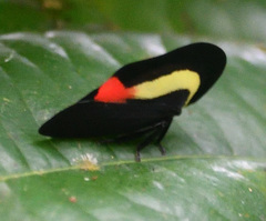 Membracis sanguineoplaga