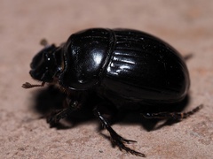 Copris lunaris