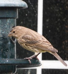 Haemorhous mexicanus