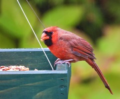 Cardinalis cardinalis