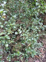 Palicourea boqueronensis