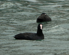 Fulica atra