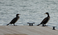 Phalacrocorax carbo
