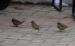 Passer domesticus