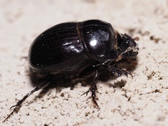 Copris lunaris