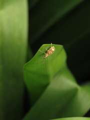 Mimographus