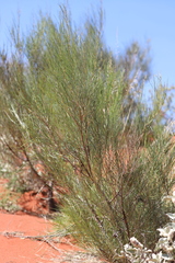 Acacia sericophylla