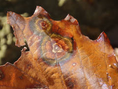 Cristulariella