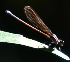 Argia infumata