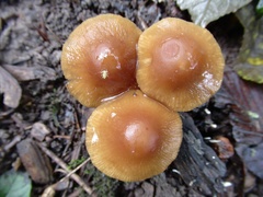 Fungi