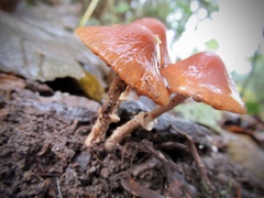 Fungi