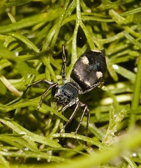 Mexcala quadrimaculata