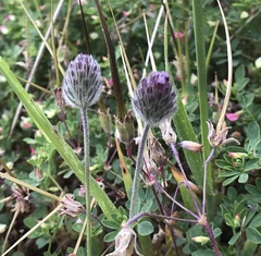 Trifolium albopurpureum