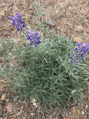 Lupinus sericeus