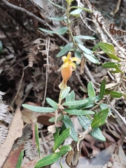 Siphocampylus columnae