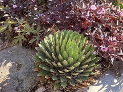 Agave