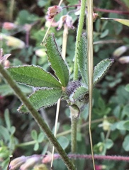 Trifolium albopurpureum