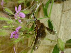 Bombylius medius